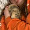9 Month Old Boy Guinea Pig Waterloo/London ON