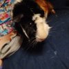 2 Adult Guinea Pigs For Adoption