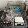 2 male PEEPOTTIE TRAINED-piggie, 6 months old