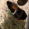 One male guinea pig