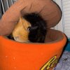 Bonded Pair of Guinea Pigs - supplies include