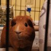 Willow - Approx 3 yr Old Female Guinea Pig