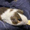 Two Male 3 year old Bonded Pair w/ cage