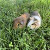 Two four month old female guinea pigs!