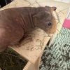6 Male Guinea Pigs