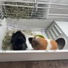 Two lovely male Guineas