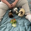 3 Sweet Male Piggies Need a new Home