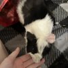 2 male Guinea pigs