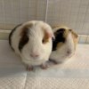 Rehoming Two Bonded Male Piggies