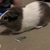 Male Guinea Pig about 2 years old.