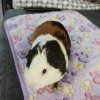 Muti colored guinea pig