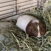 4 Sweet Female guinea pigs need your love