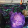 2 male guinea pigs need a good home