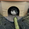 Rehoming Cute 2 yr male salt/pepper guinea