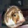 Two Mid Age Male Pigs