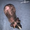 3 Male Hairless Guinea Pigs For Sale