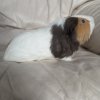 Charlie - 3 year old neutered male