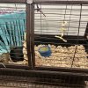 Two Five Year Old Male Bonded Pair