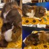 6 Cute Guinea Pigs