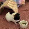 Female Guinea Pig w/ Cage, Supplies, Hides