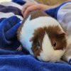 Rehoming Senior Female Guinea Pig