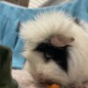 2 female guinea pigs: sweet &amp;amp; need a new home