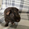 Scabbers, 4 year old male