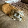 M/F Adolescent/Baby Guineas