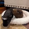 Pepper &amp; White Paw