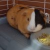 Rehoming 2-4 guinea pigs. 2 male and 2 female