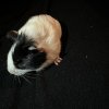 Rehoming baby Guinea Pig(3weeks)