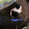 Three Young Males Looking for a Great Home