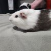 2 male Guinea Pigs looking for Friends