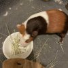 Cute social Bonded Male Guinea Pigs