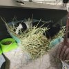 Ori &amp;amp; Yin (Bonded Males)