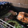 Rehoming Bonded Male Piggies