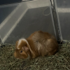 2 Mixed Male Guinea Pigs (Supplies Included)