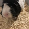 Abyssinian Female Guinea Pig | Name: Daisy