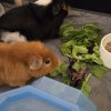Two bonded male guinea pigs