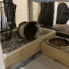 2 brother pigs looking for a loving family