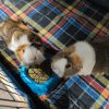 Two wonderful guinea pigs