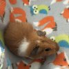 Female Guinea Pigs