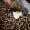 Guinea pigs looking for a new home