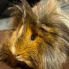 2 Bonded males needing a great home!