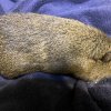 Two Five Year Old Male Bonded Pair