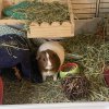 4 Sweet Female guinea pigs need your love