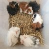 Abyssian babies