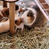 PeanutButterPigs Guinea Pig Rescue
