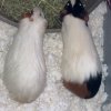 3 Adult female guinea pigs