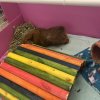 Pair of Guinea Pigs that were dumped